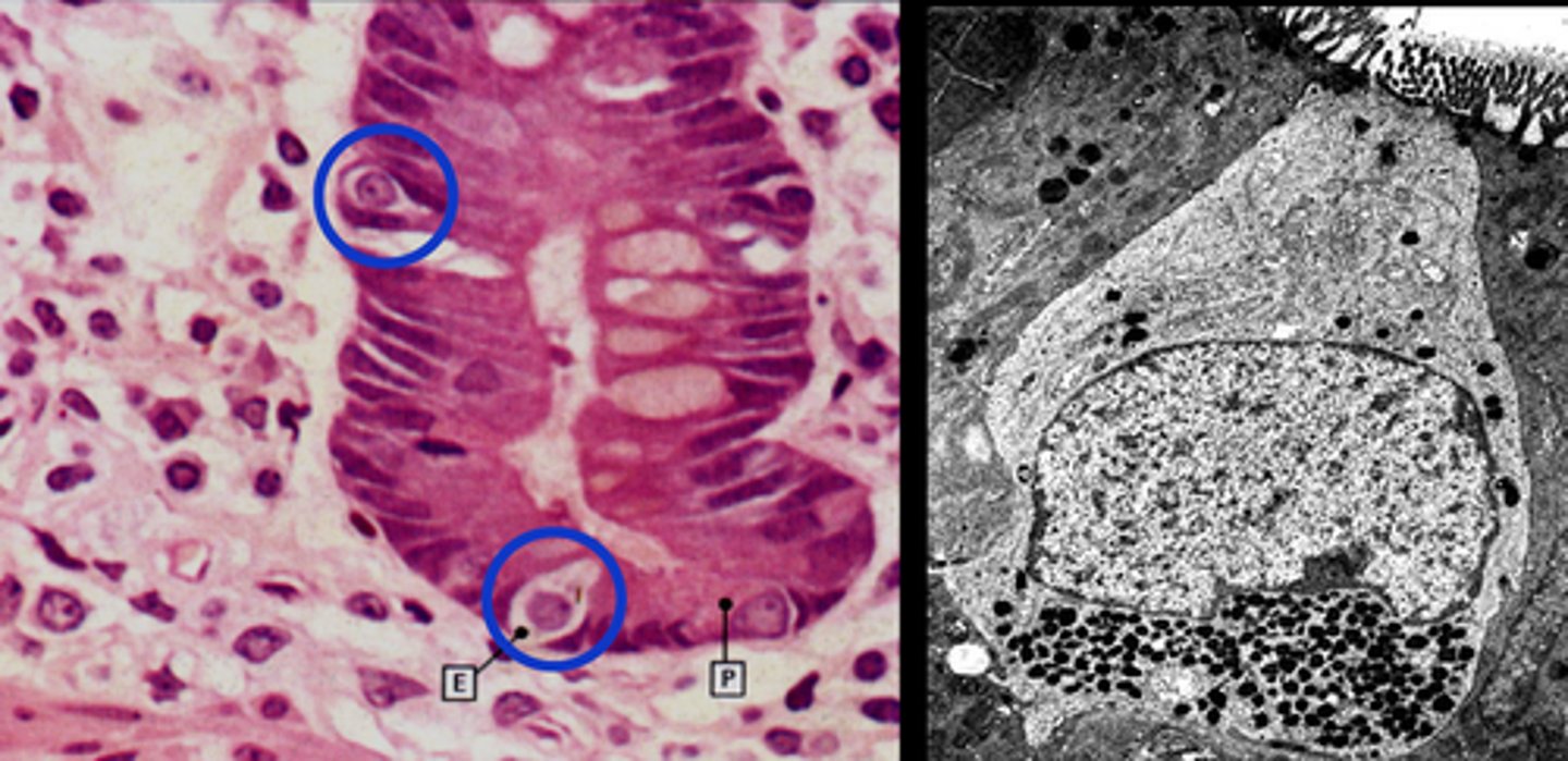<p>Cells in the stomach that secrete chemical messengers.</p>