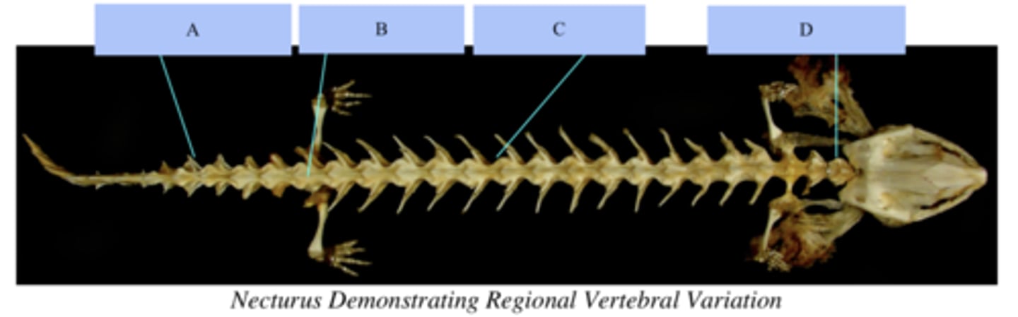 <p>What region of vertebrae is letter A?</p>