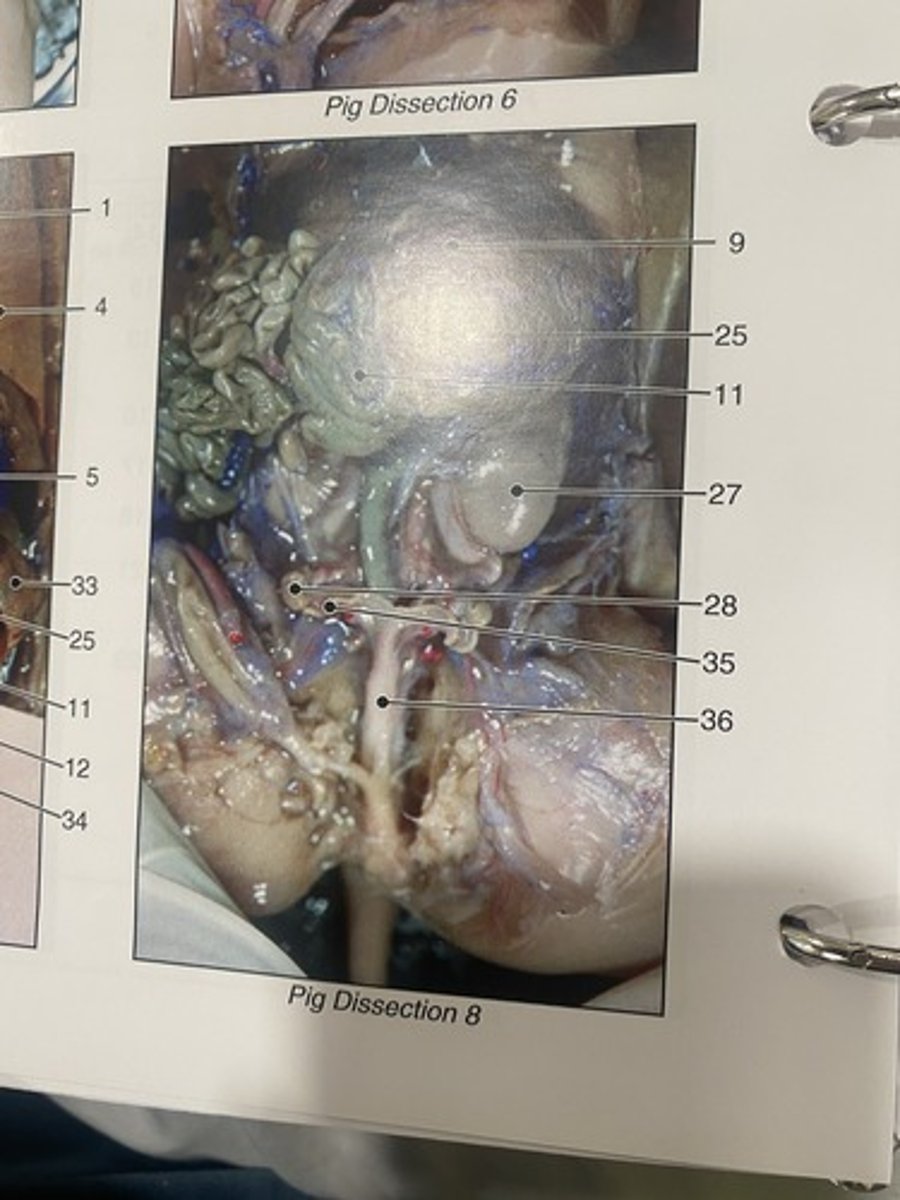 <p>the points where the uterus and the fallopian tubes meet (#35)</p>