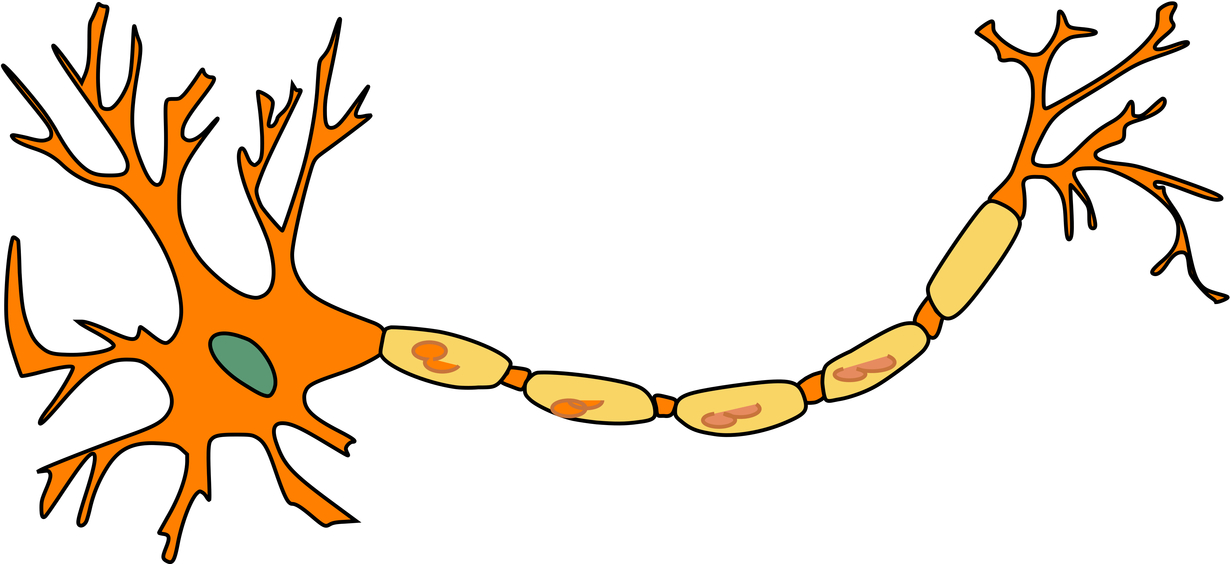 <p>Draw all the components of a neuron from the start of receiving neurotransmitter to the</p><p>end, moving to another neuron. Label the following on your drawing: dendrites, soma,</p><p>nucleus, axon, myelin, nodes of Ranvier, axon hillock, and axon terminal.</p><p></p>