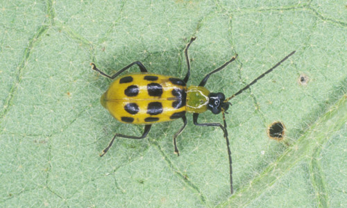 <p>Coleoptera</p><p>Leaf beetles</p>