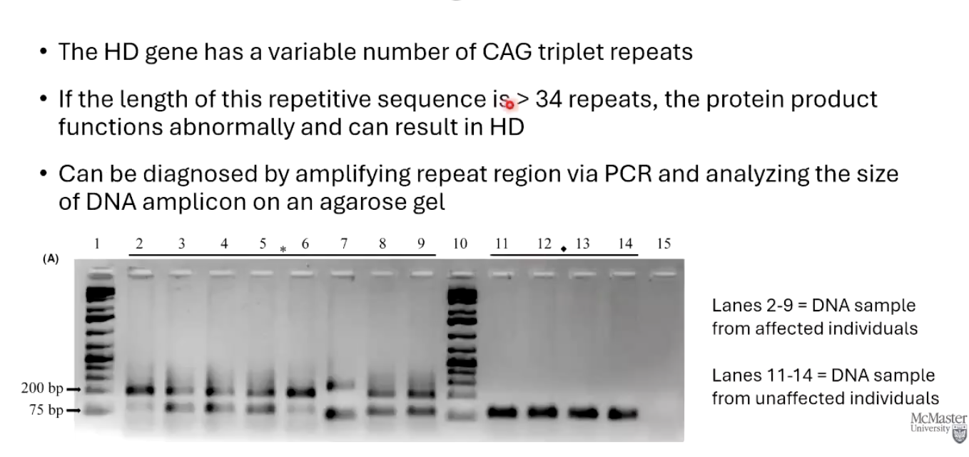 <ul><li><p class="">Uses <strong>PCR to amplify</strong> the CAG repeat region.</p></li><li><p class="">The number of repeats is analyzed by <strong>running the DNA on an agarose gel</strong>.</p></li><li><p class="">More than 34 CAG repeats indicates <strong>presence of the disease allele</strong>.</p></li></ul><p></p>