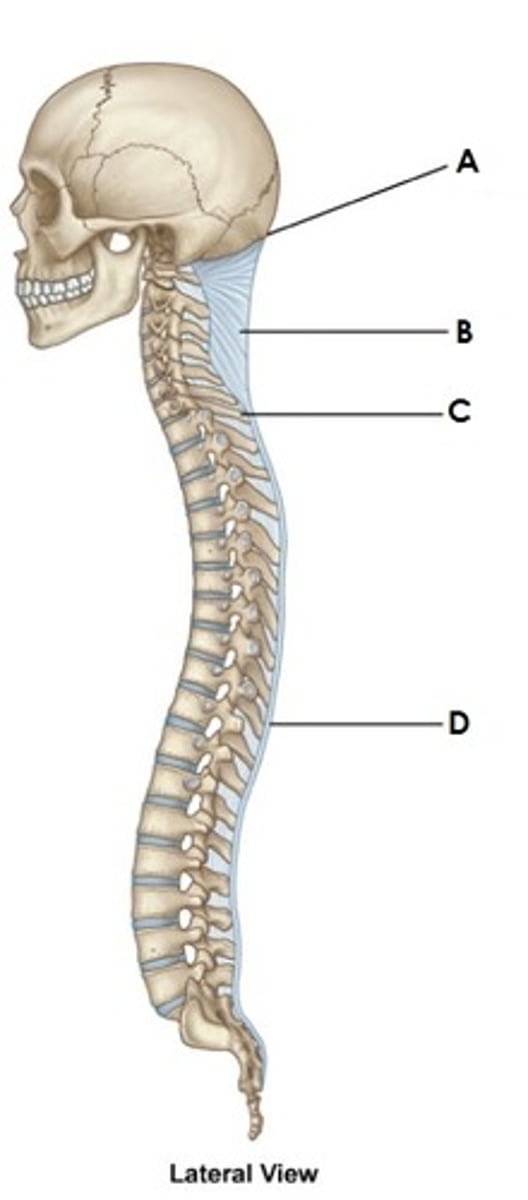 <p>attaches from the skull to cervical spinous processes</p>