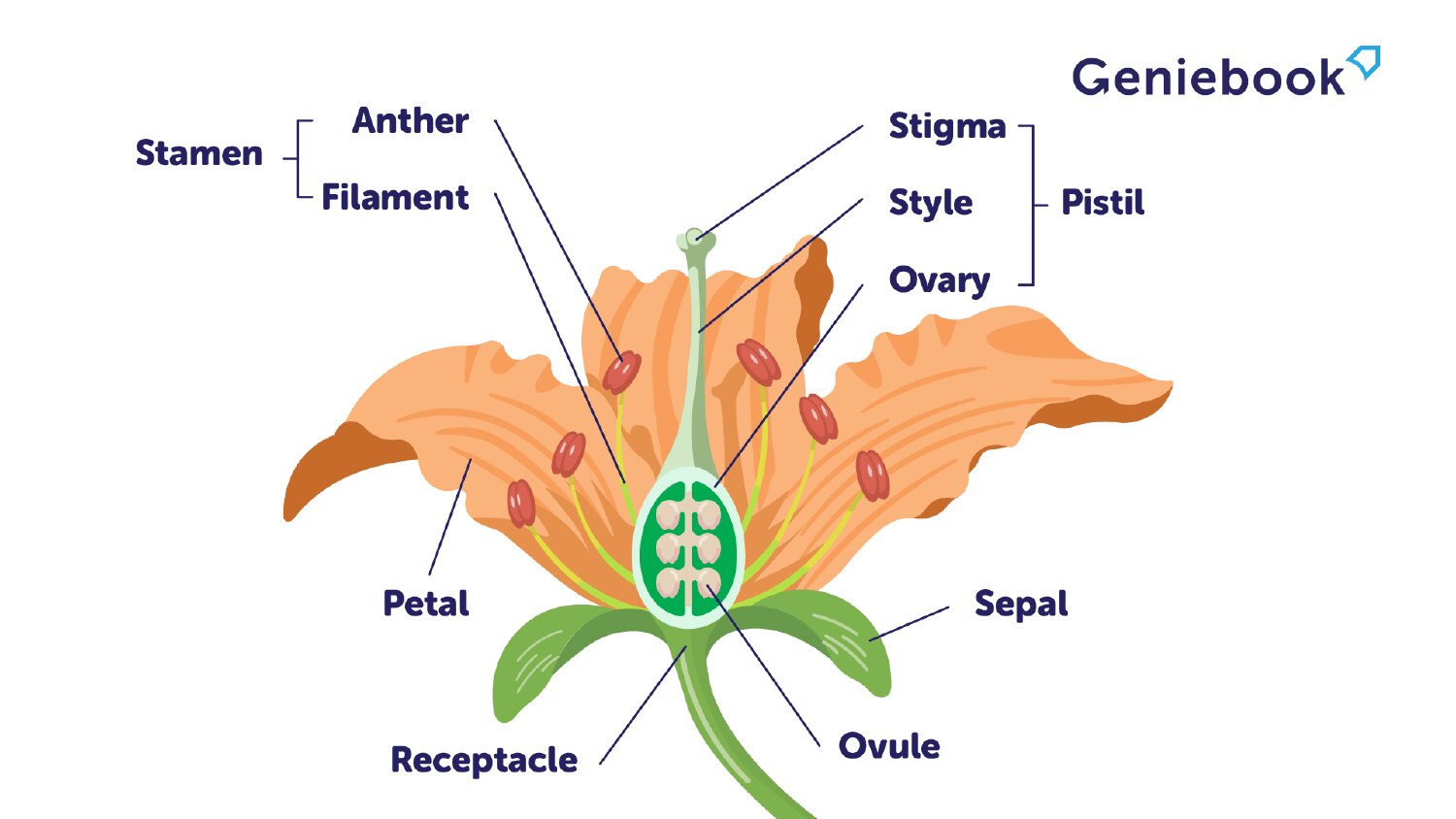 <ul><li><p>Female and male gametes are found in the flowers</p></li><li><p>Requires the transfer of the male gamete to the ovules to initiate fertilization</p></li><li><p>Male gametes produced in anthers</p></li><li><p>Female gametes are found in the ovary</p></li><li><p>Requires the fusion of male and female gametes to produce a zygote followed by seed production</p></li><li><p>Male gamete = pollen grains</p></li><li><p>Female gamete = ovules</p></li></ul><p></p>