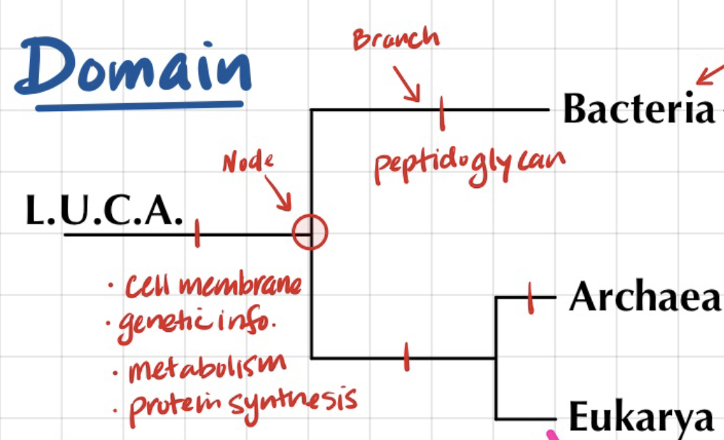 <p>phylogenic tree</p>