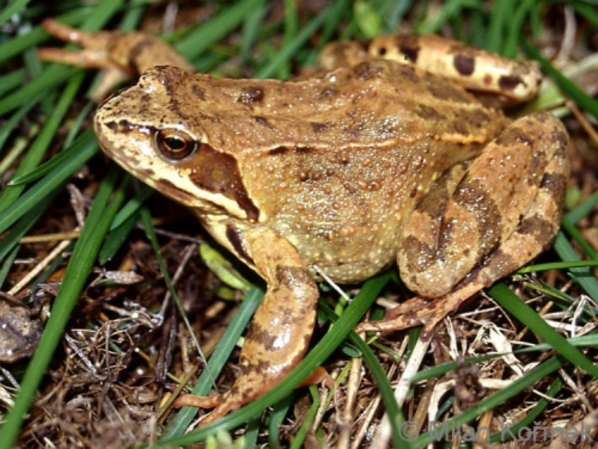 <p>skokan hnědý </p>