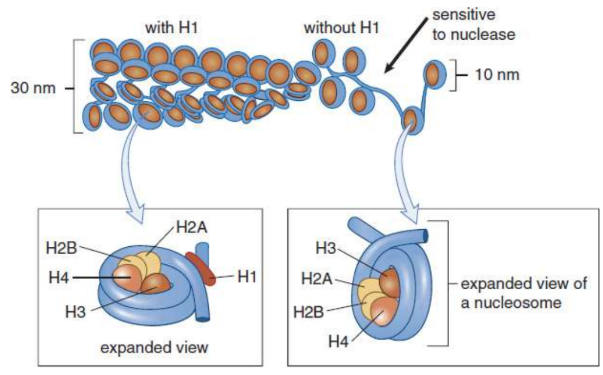 <p>Two copies each of the histone proteins H2A, H2B, H3, and H4 form a histone core and about 200 base pairs of DNA are wrapped around this protein complex</p>