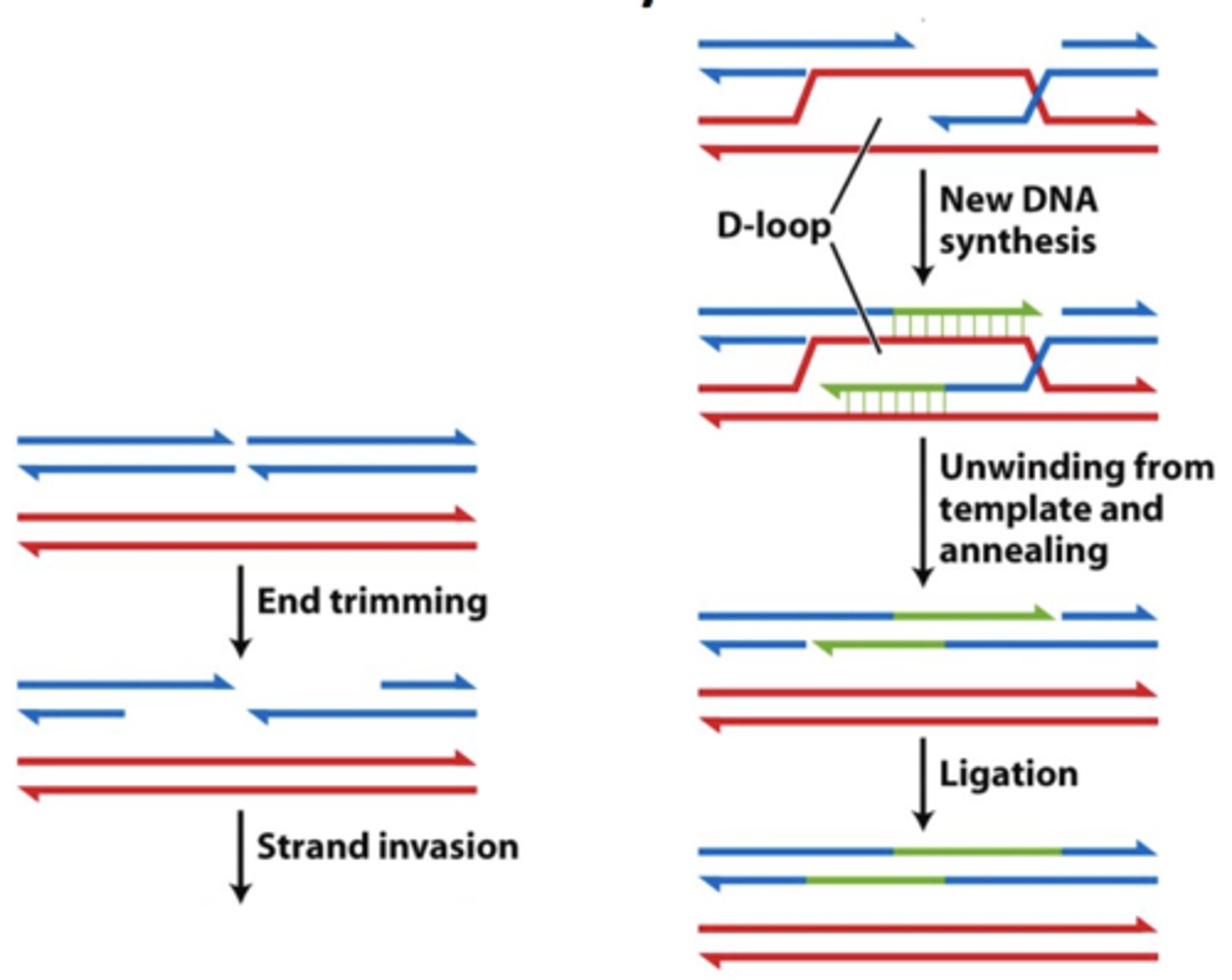 <p><b>"error-free"</b><br>- cell uses homologous chromosomes in order to repair break (relatively error free but can alter alleles)<br>-- <b>homologous recombination</b><br>-- can also use sister chromatids (completely error free)</p>