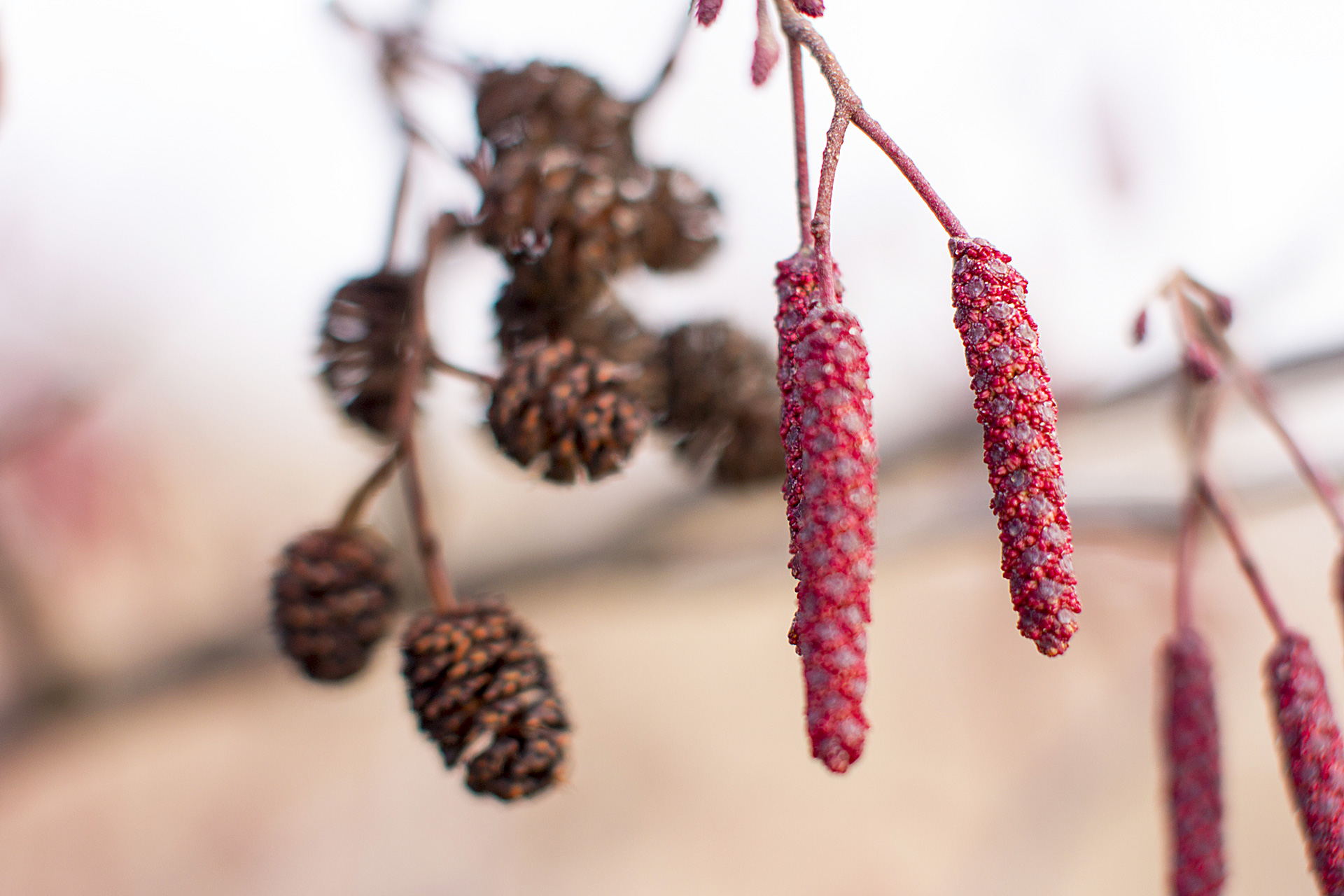 <p>What are these and which tree do they belong to?</p>