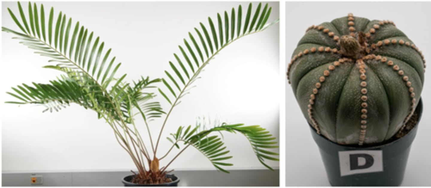 <p>Consider the monophyletic group defined by the MRCA of the two plants shown above. Which of the following are found in all members of this group, but are NOT synapomorphies of that group? (see image above)</p>