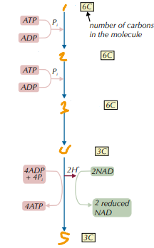 <p>Label the Products in the Process of Glycolysis (1→5)</p>