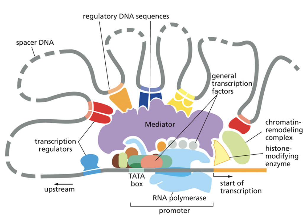 <ul><li><p>A type of trans factor</p></li><li><p><span style="background-color: transparent;"><span>Bind to the core promoter and recruit RNA polymerase to begin transcription</span></span></p></li><li><p><span style="background-color: transparent;"><span>General transcription factors are necessary for ALL transcription that occurs</span></span></p></li></ul><p></p>