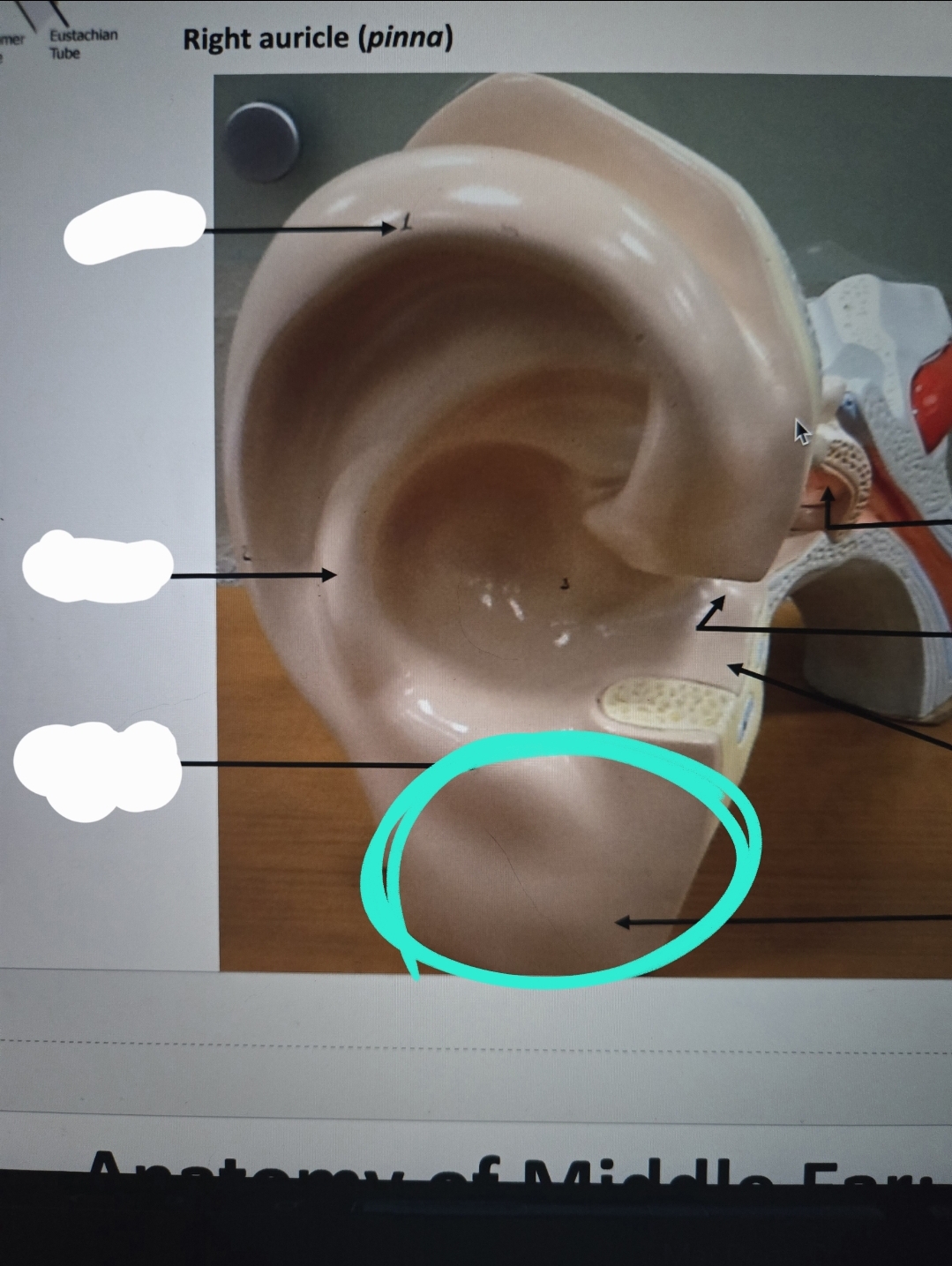 <p>Anatomy of the ear</p>