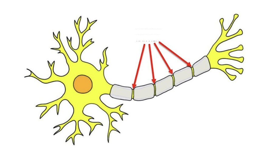 <p>What structures are shown?</p>