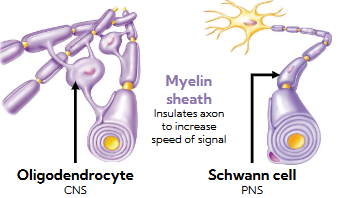 <p>Non- neuronal, non-excitable cells </p><p>5x as abundant as neurons </p><p>Support for neurons </p>