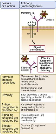 <p>The cytoplasmic tail of the BCR is too short to allow docking and assembly of signaling molecules needed to transmit B cell activation signals, so Igα and Igβ provide the necessary signaling capacity.</p>