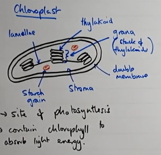 knowt flashcard image
