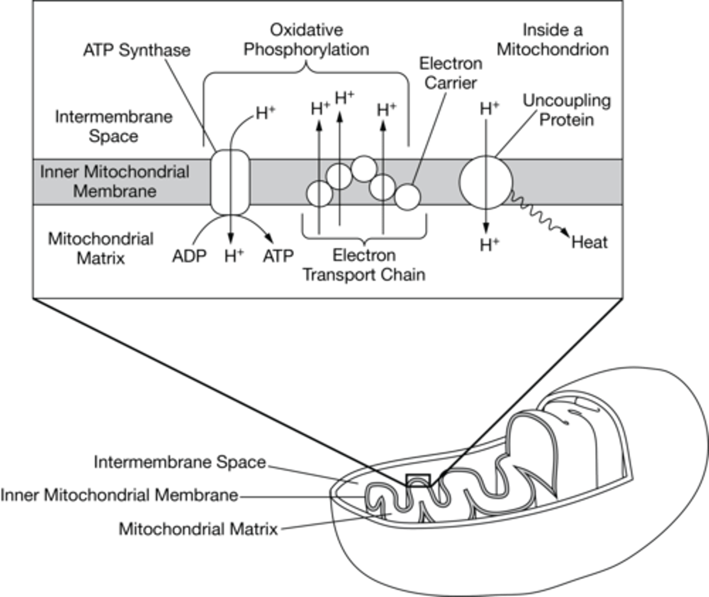 <p>The uncoupling protein in this tissue reduces the proton gradient across the membrane and thus produces heat to warm the animal without ATP production.</p>