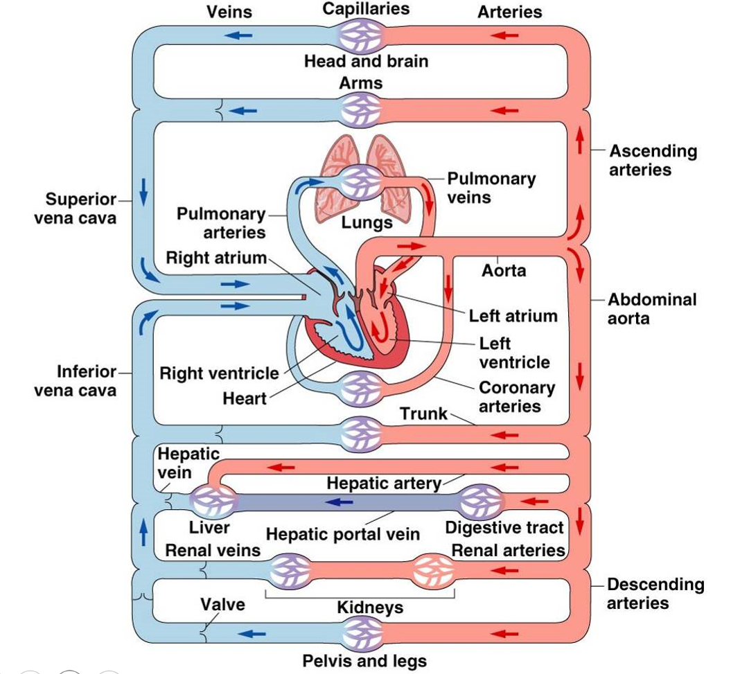 <p>blood pumped from right heart → lungs → left heart → rest of body</p><ul><li><p>portal system from digestive tract straight to liver</p></li></ul>