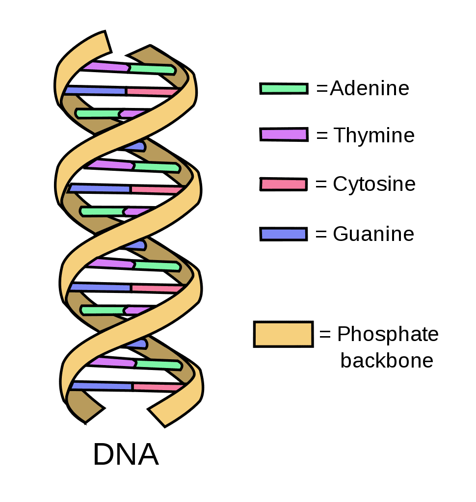 <p>[T/F] Each groove in the structure of DNA is the same size.</p>