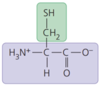 <ul><li><p>polar side chains; hydrophilic</p></li></ul>