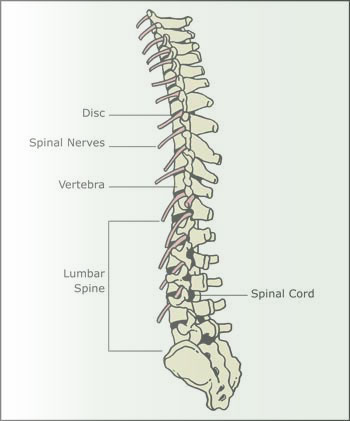 <p>The spine.</p>