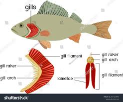 <ol><li><p>for <u>cleaning gills</u></p></li><li><p class="scf-clarifier" style="text-align: left">for facilitating movement of water over gills</p></li></ol><p></p>