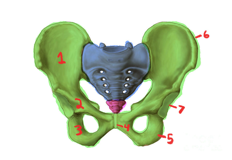 <p>What bone is highlighted in green?</p>