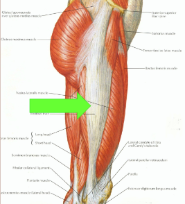 made up of connective tissue

O - TFL

I - Gertys Tubercle