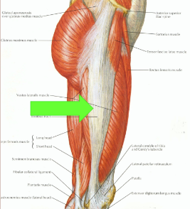 <p>made up of connective tissue</p><p>O - TFL</p><p>I - Gertys Tubercle</p>