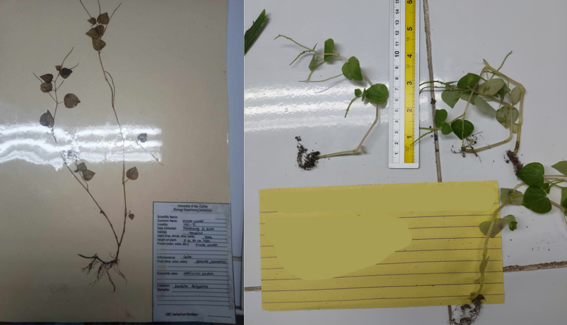 <p>Magnoliids; Piperales; sinaw-sinaw; an annual, shallow-rooted herb, usually growing to a height of about 15 to 45 cm, it is characterized by succulent stems, shiny, heart-shaped, fleshy leaves and tiny, dot-like seeds attached to several fruiting spikes</p>