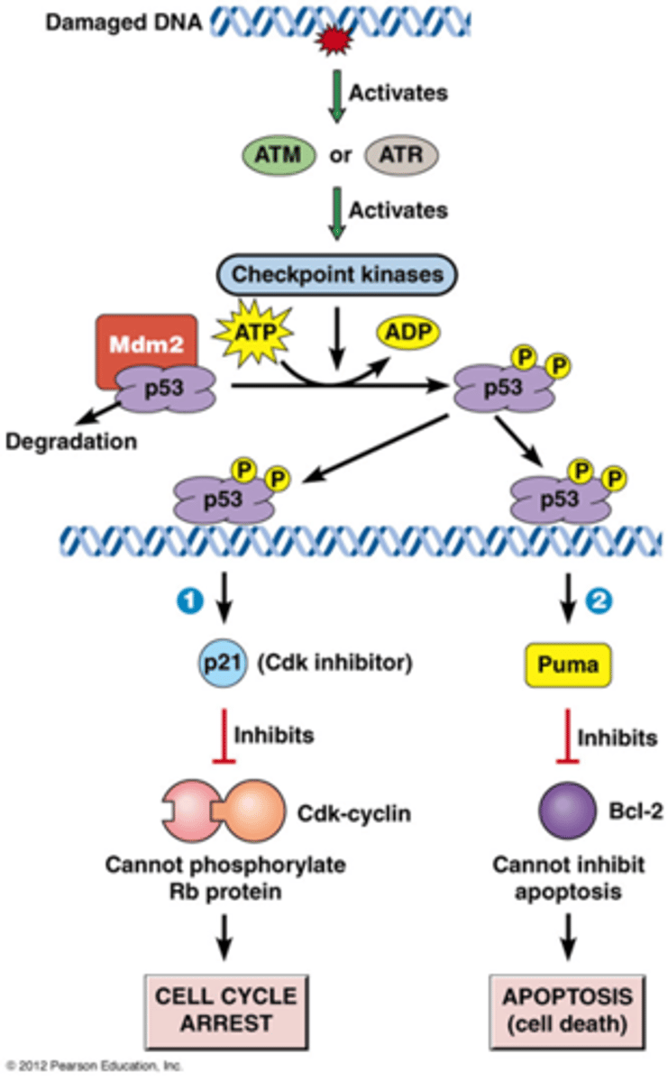 <p>eerste deel is herhaling van vorige kaartje:</p><p>-ATM of ATR (afhankelijk van de schade) zijn eiwitkinases die geactiveerd worden door DNA schade</p><p>-ATM of ATR fosforyleert checkpoint kinases: deze cascade zorgt voor amplificatie</p><p>-checkpoint kinasen fosforyleren verschillende substraten bv p53: een regulerende transcriptiefactor</p><p>->p53 is normaal gezien geassocieerd met Mdm2 (een E3 ubiquitine ligase), normaal gezien wordt p53 bijna onmiddellijk afgebroken, het wordt ook constant gesynthetiseerd</p><p>->als p53 gefosforyleerd is dan wordt het eiwit gestabiliseerd</p><p>2. p53 kan bij massieve DNA schade (bv bestraling) kiezen voor apoptose (geprogrammeerde celdood)</p><p>-p53 zorgt ervoor dat Puma tot expressie komt, Puma is een pro apoptose, het bevordert de apoptose</p><p>-Puma gaat het Bcl 2 eiwit inhiberen, dit is een eiwit dat de apoptose inhibeert</p><p>-het inhiberende ding wordt geinhibeerd waardoor het wel door gaat</p><p>->cel gaat in apoptose!</p>