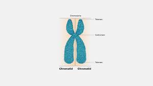 <p>Centromere is between terminal end and center of chromosome </p>