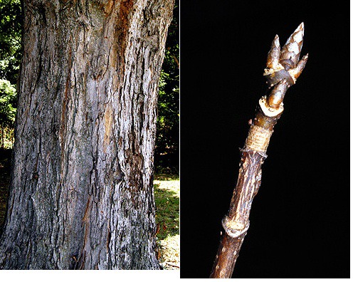 Blade: 5 lobe leaf, smooth between lobes (margin), deep sinus
Reproductive: helicopter (double winged samara), sharp bud
Bark: very tough plated bark, darker grey