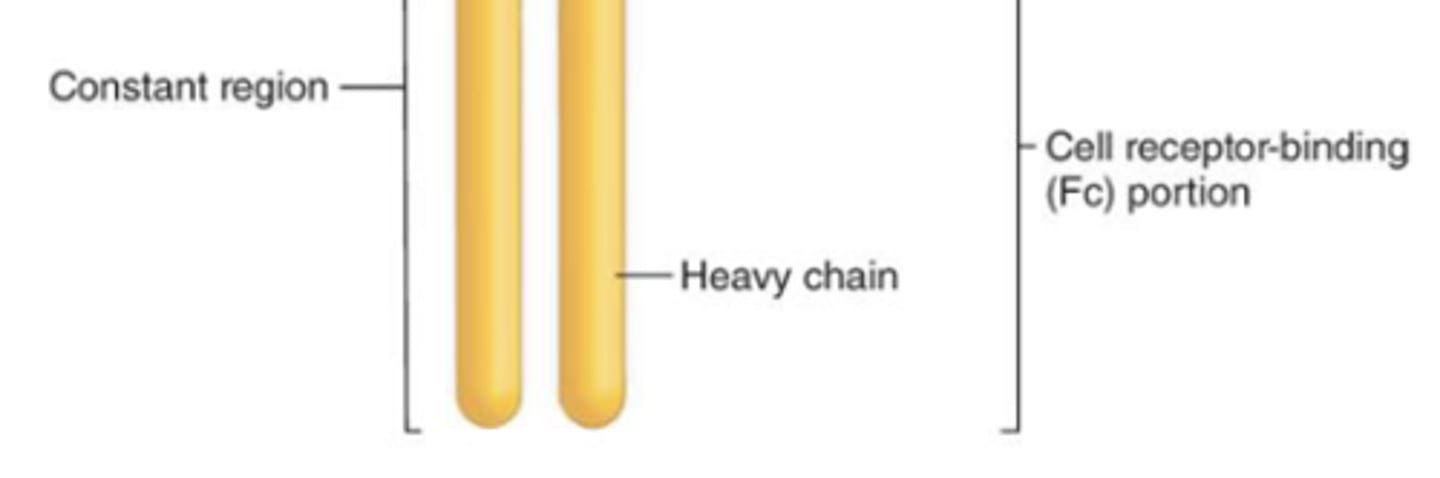 <p>constant region</p>