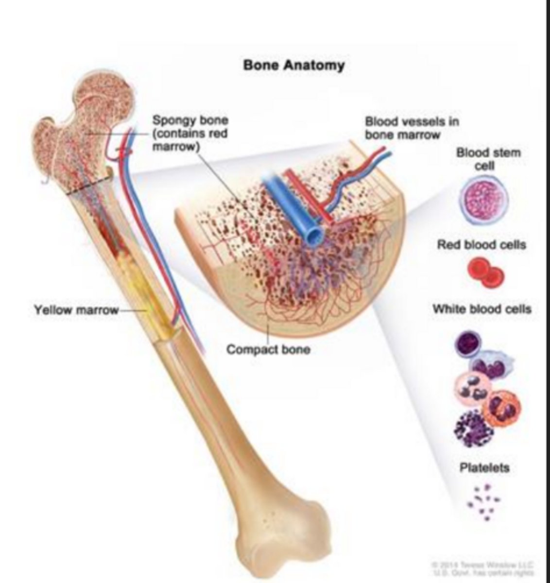 <p>bone marrow</p>