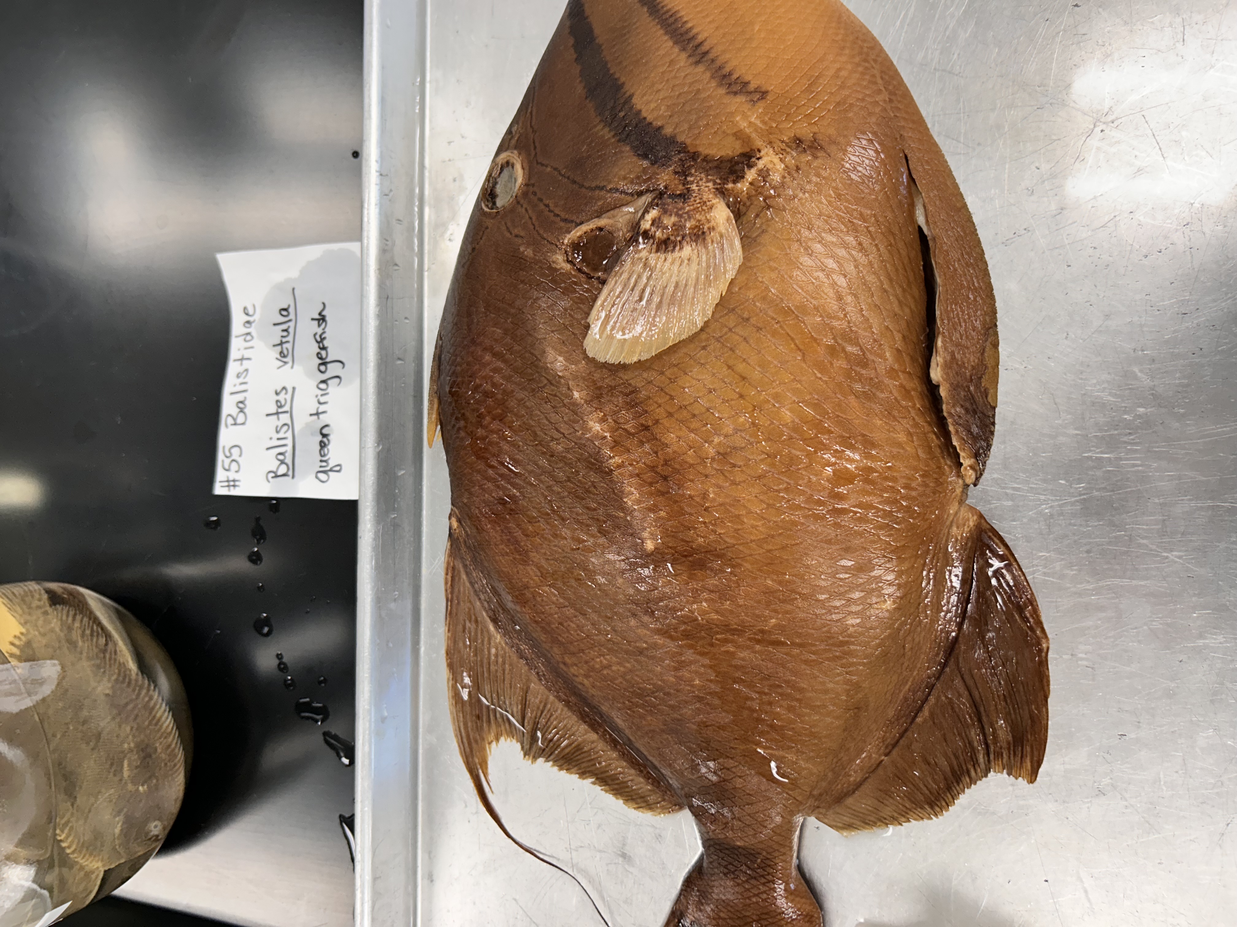 <p>queen triggerfish</p>