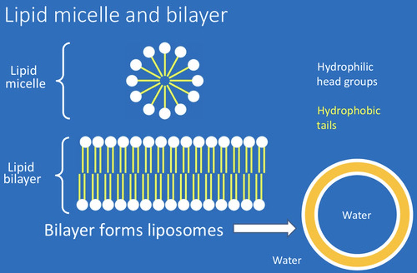 <p>Micelles and bilayer (preference to form bilayer)</p>