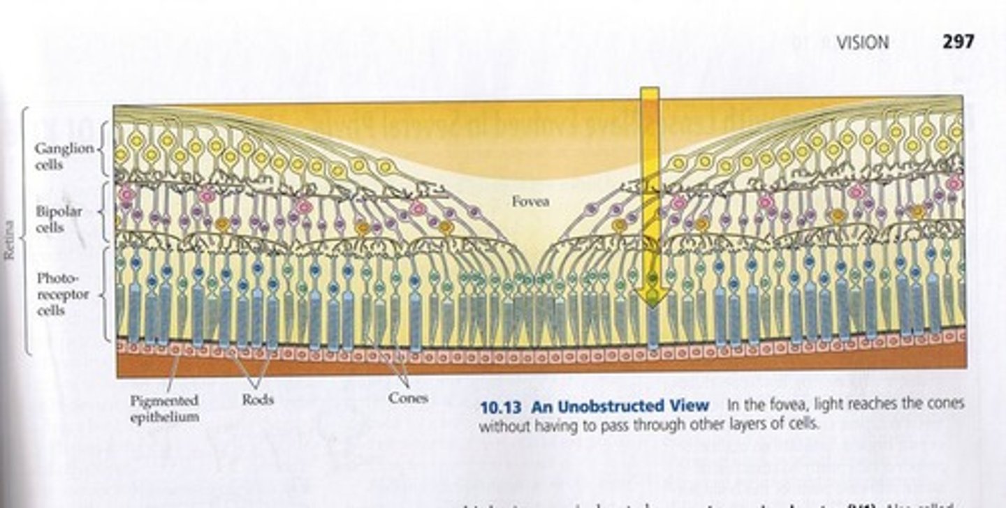<p>It is where light energy initiates neural activity and contains photoreceptor cells.</p>