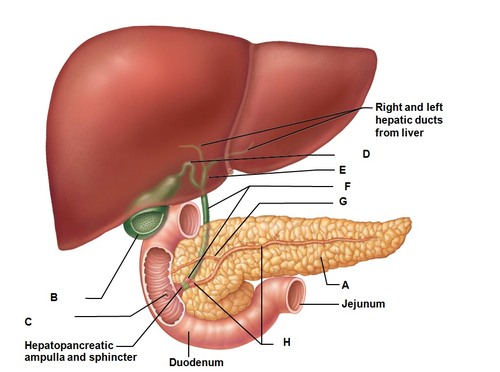 part of endocrine system, Regulates the level of sugar in the blood, secretes insulin, near the liver
