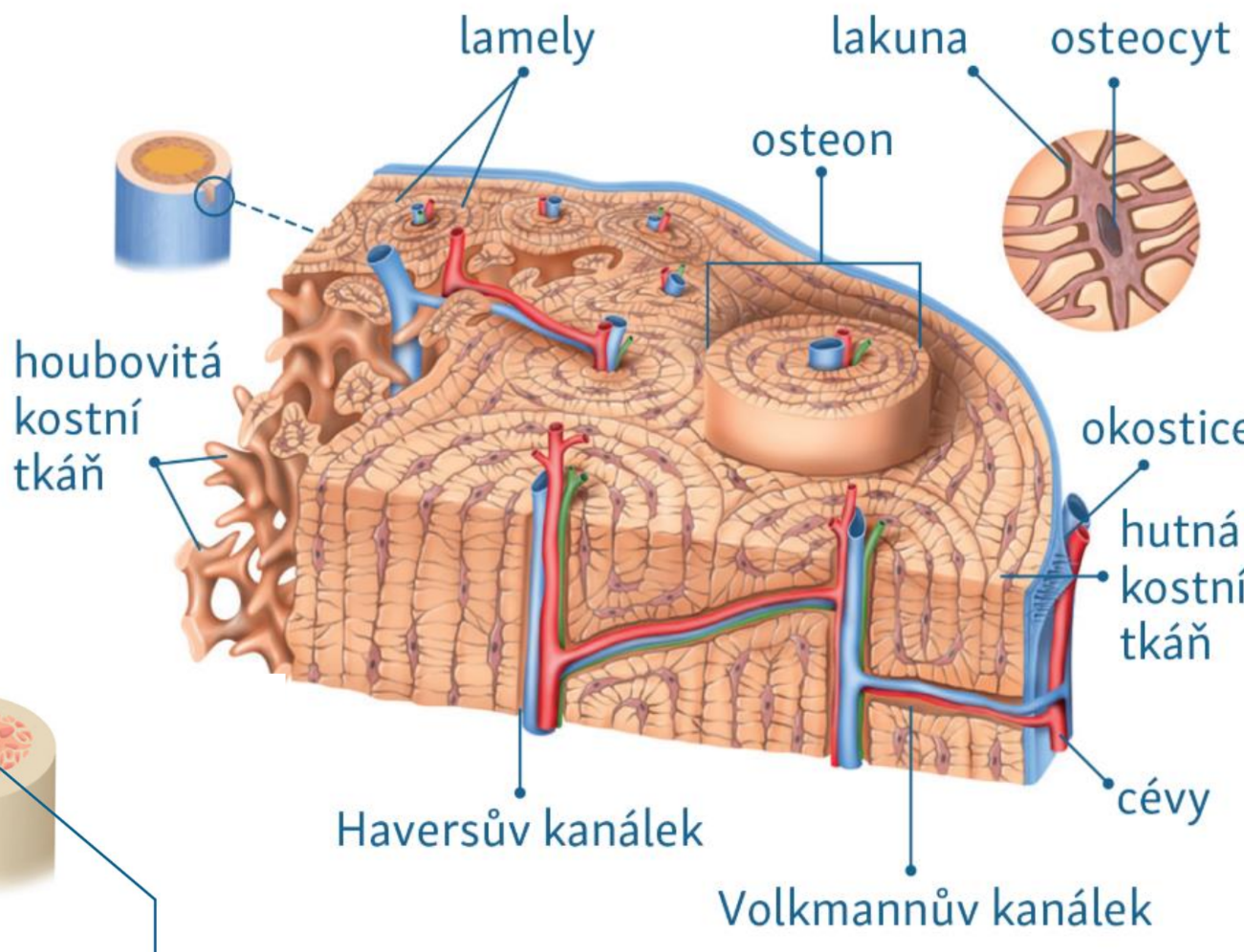 <p>hutna kostni tkan = haversovy kanalky</p>