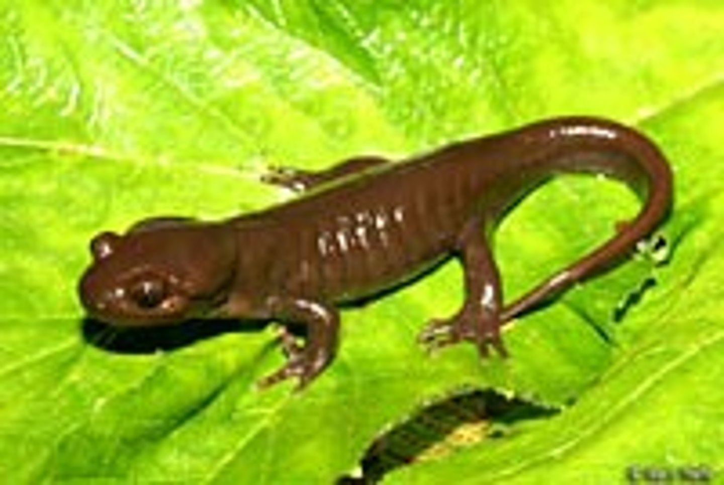 <p>Northwestern Salamander</p>
