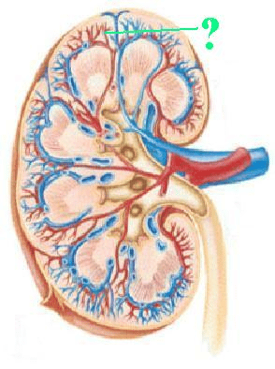 <p>Identify the indicated vessel.</p>