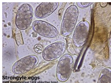 <p>strongyle type eggs</p>