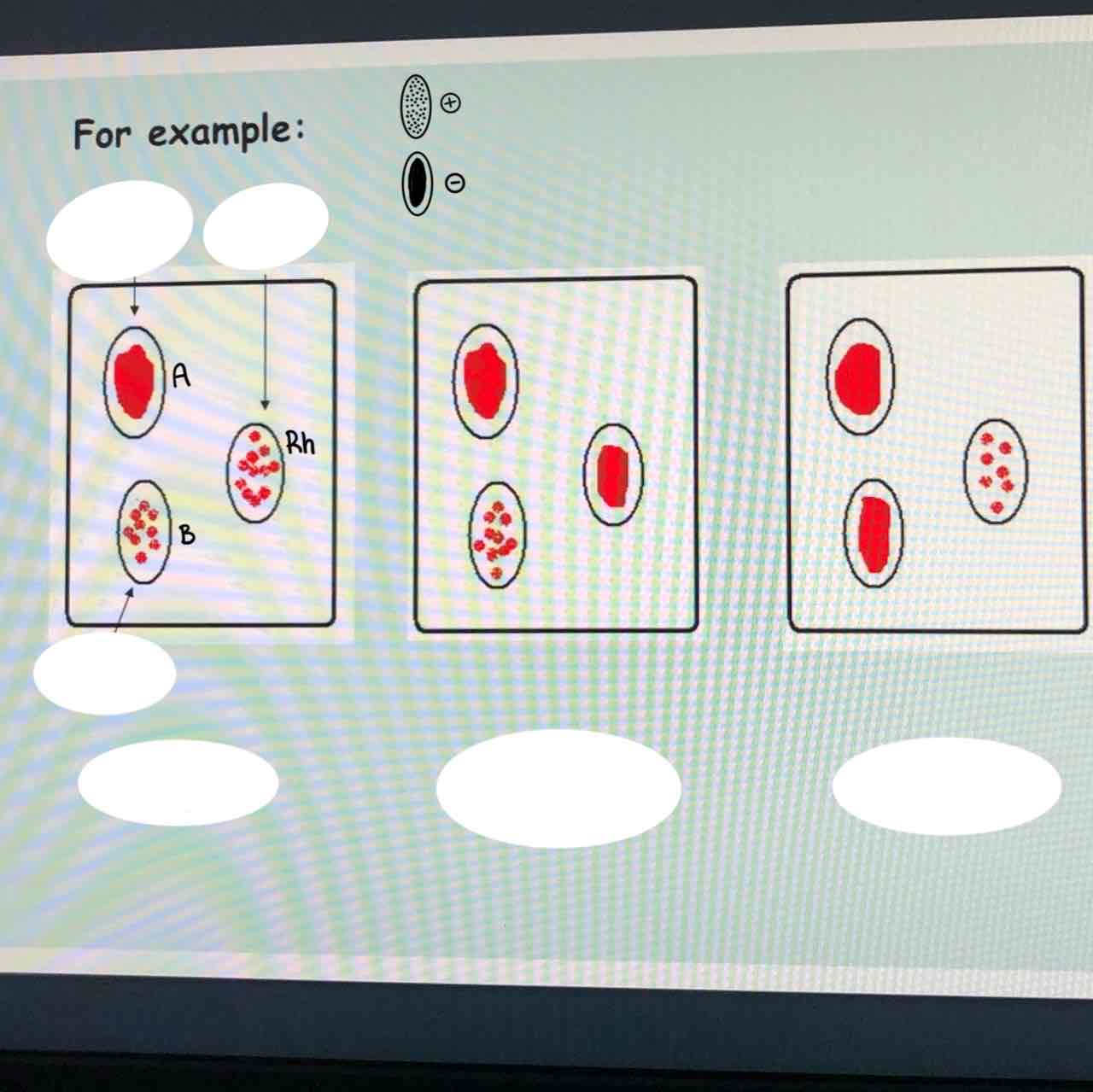 <p>What are the blood types from left to right?</p>