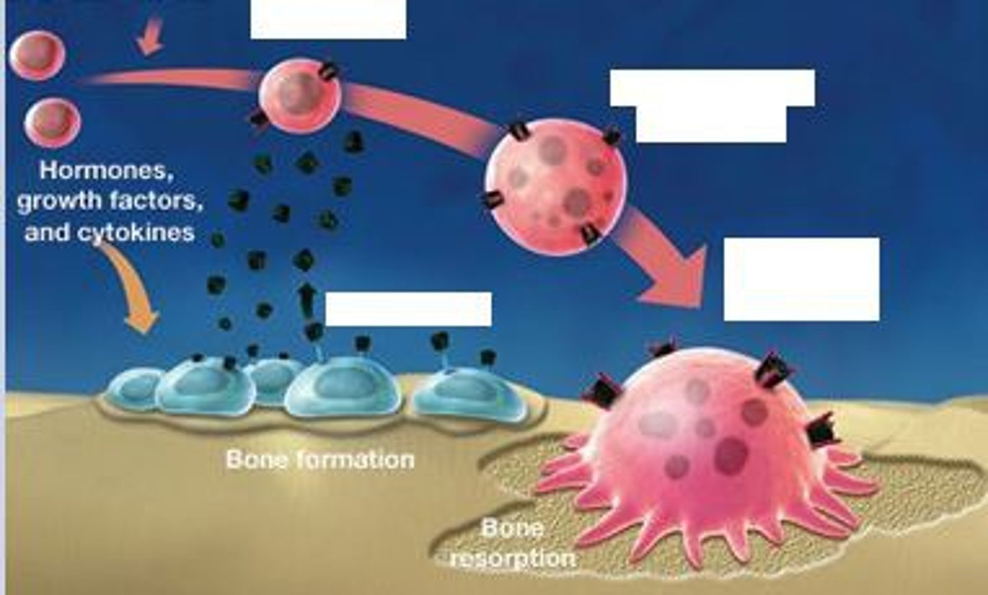 <p>large bone cells that resorb or break down bone matrix during bone modeling</p>
