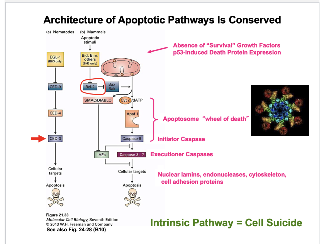 <ul><li><p>Apopotic pathway in mammalian cells is similar to the pathway in worms</p></li><li><p>However, there are elaborations to it</p><ul><li><p>Bcl-2 inhibits apoptosis by inhibiting proteins called Bax and Bak</p><ul><li><p>When Bak and Bak are active, they form pores in the mitochondrial membrane, causing cytochrome C to leak out</p></li><li><p>When inactive, both proteins can’t do this</p></li></ul></li><li><p>So when Bcl 2 is inhibited, which inhibits, Bax and Bak, this activates deoxygenated ATP</p></li><li><p>This activates Apaf1 and Caspase-9 </p></li><li><p>Together, cytochrome C/dATP, Apaf1, and Caspase 9 form the apoptosome “wheel of death” </p><ul><li><p>The reason it’s called the wheel of death is that the red parts are the caspase 9, which is a protease</p></li><li><p>It’ll degrade other proteins -→ caspase 9 is an initiator caspase that will proteolyzed other proteins or caspases </p></li></ul></li><li><p>Caspase-9 activates secondary caspases or <strong>executioner cas</strong>pases (caspase 3,-7), which degrades the other proteins </p></li><li><p>Those executioner caspases - go after the nuclear lamins </p><ul><li><p>Destabilizes the nuclear envelope —&gt; nuclear fragmentation </p></li><li><p>Will degrade cytoskeleton proteins and cell adhesion proteins — endonucleases and complexes forming</p></li><li><p>This is the intrinsic pathway —&gt; events are being stimulated </p></li><li><p>Is there another pathway? </p></li></ul></li></ul></li><li><p>Extrinsic pathway </p></li></ul><p></p>