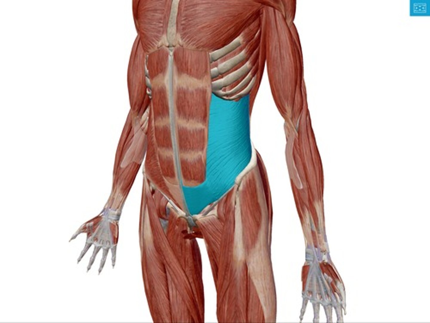 <p>Origin:</p><p>thoracolumbar fascia; iliac crest; ribs 7-12</p><p>Insertion:</p><p>Pubis &amp; linea alba</p><p>action: </p><p>compresses abdomen; forced exhalation</p>