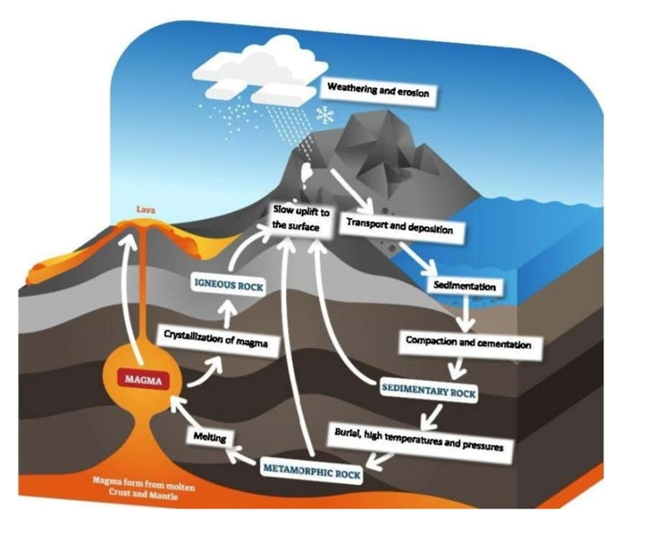 <p>1. Formation de roches ignées (par refroidissement et solidification du magma) <span><span>à</span></span> en profondeur = roche plutonique, en surface= roches volcanique</p><p class="MsoNormal">2. Altération, érosion et sédimentation <span><span>→ </span></span> en surface= désagrégé par vent eau glace →  fragmens produit(sédiments) = transportés puis déposés dans des bassins (mers,lacs...)</p><p class="MsoNormal">3. Formation des roches sédimentaires <span><span>→ </span></span>Les sédiments s’accumulent en couches, puis sont compactés et cimentés au cours du temps → roches sédimentaires (ex. : grès, calcaire, argilite).</p><p class="MsoNormal">4. Métamorphisme <span><span>→ </span></span>Sous l’effet de la chaleur et de la pression à l’intérieur de la croûte terrestre, les roches existantes (ignées ou sédimentaires) se transforment sans fondre → roches métamorphiques (ex. : schiste, gneiss, marbre).</p><p class="MsoNormal">5. Fusion et retour au magma <span><span>→ </span></span> Si la température et la pression deviennent trop élevées, les roches fondent à nouveau → formation de magma, et le cycle recommence.</p>