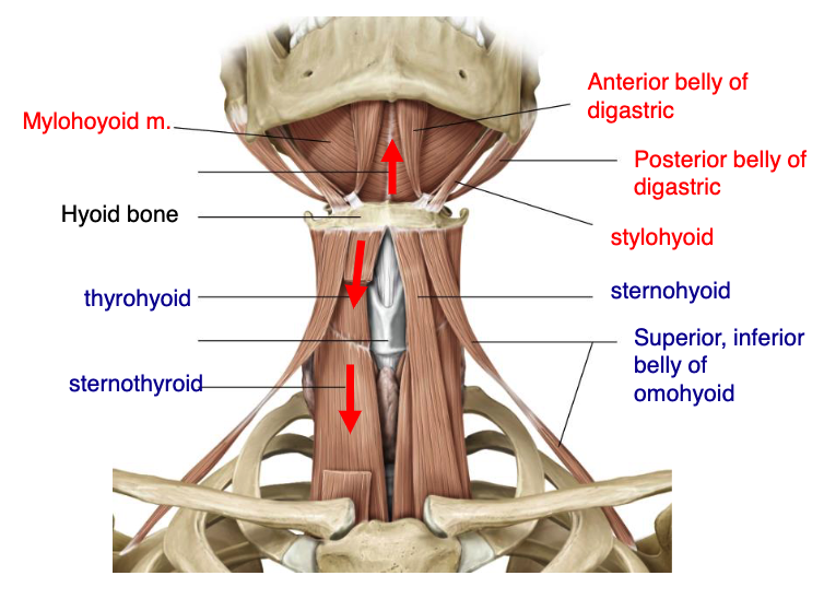 <p>mylohyoid<br>anterior belly digastric<br>posterior belly digastric<br>stylohyoid</p>